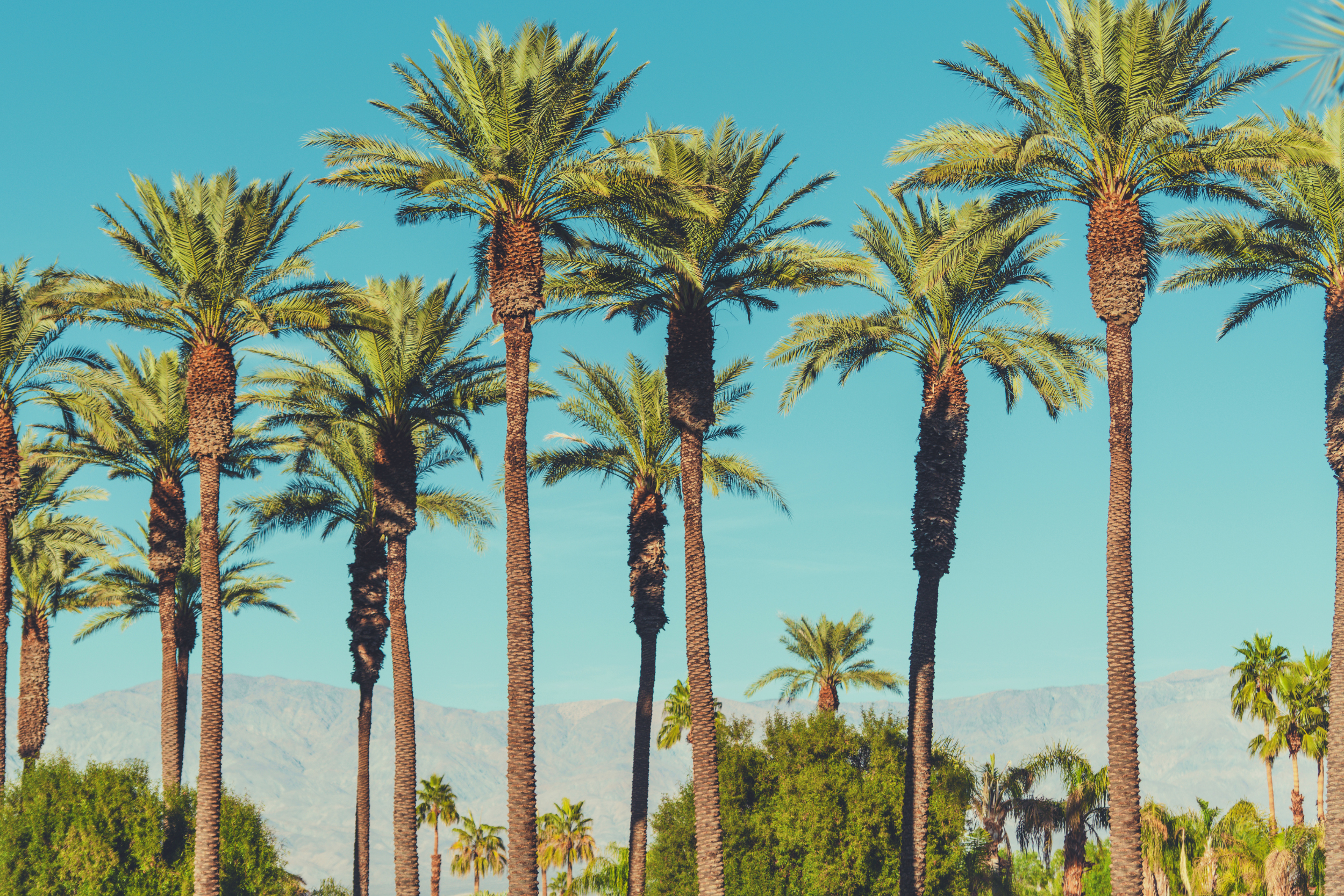 2012 -Indio photo for new web site